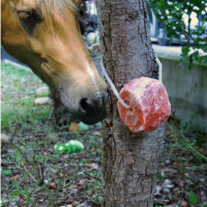 INTEGRATORE DI SALE ROSA PER ANIMALI CON CORDA ( 1-1,5 KG )